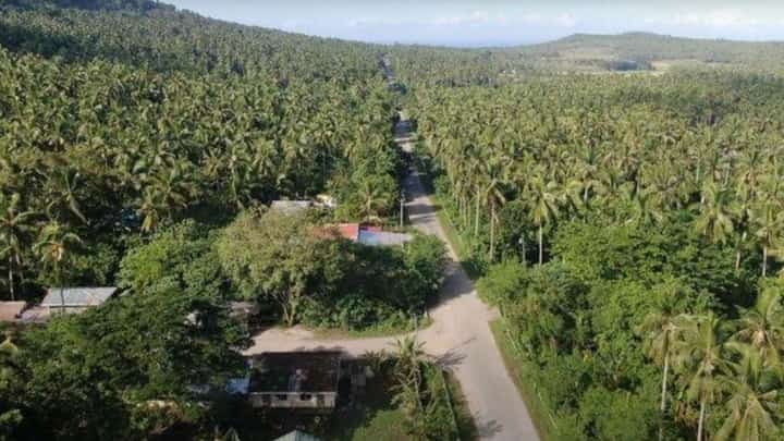 A farm-to-market road runs through a coconut-growing agricultural area in Quezon province.