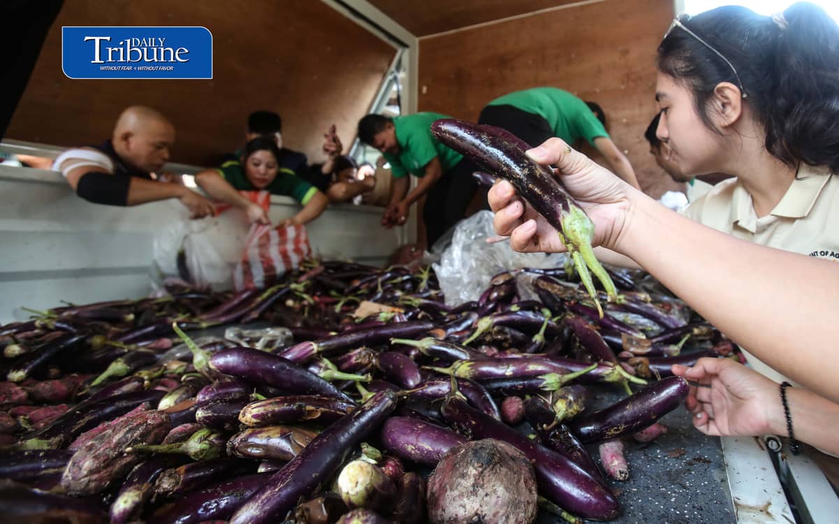 (October 07 2026) The Department of Agriculture employees in Quezon City, select the most beneficial free goods like sweet potato, eggplant and beans, carried by the truck of Kadiwa ng Pangulo program, on Wednesday October 7 2026. Photo/Analy Labor