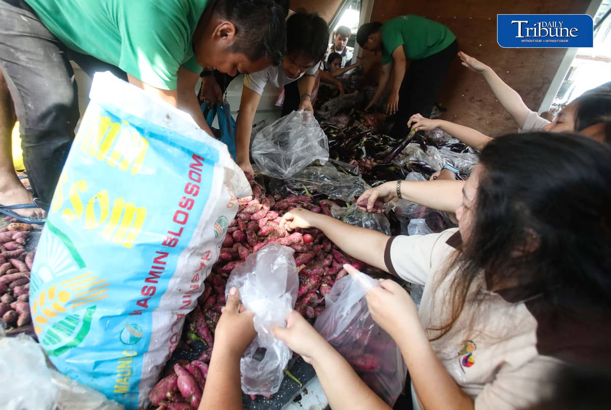 (October 07 2026) The Department of Agriculture employees in Quezon City, select the most beneficial free goods like sweet potato, eggplant and beans, carried by the truck of Kadiwa ng Pangulo program, on Wednesday October 7 2026. Photo/Analy Labor