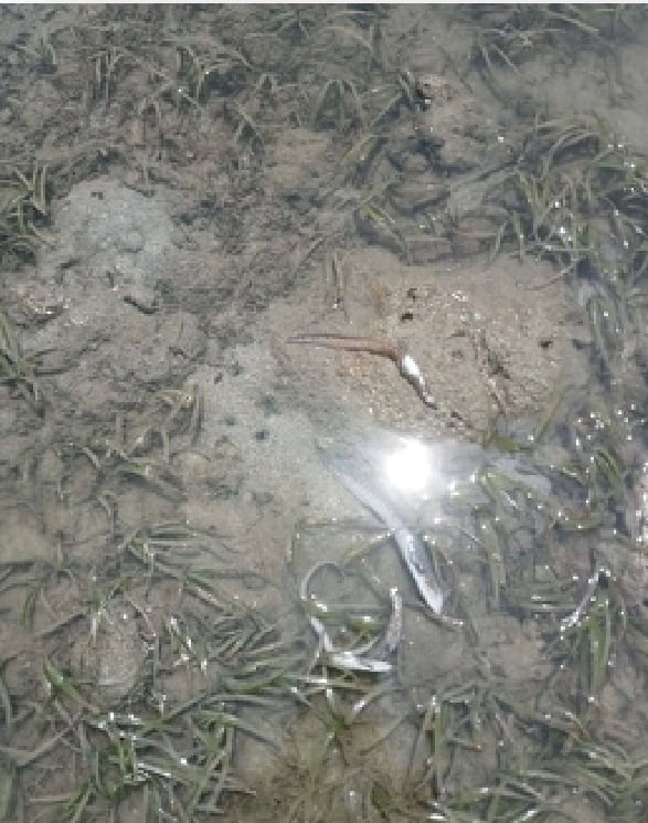 BFAR probes recurring fish deaths in Romblon