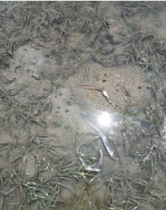 BFAR probes recurring fish deaths in Romblon