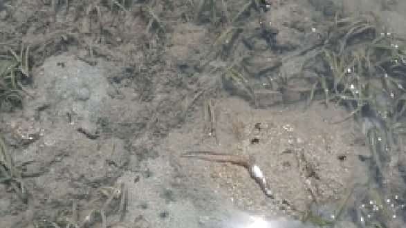 Fish mortality documented in Odiongan, Romblon, during the October 2026 incidents.