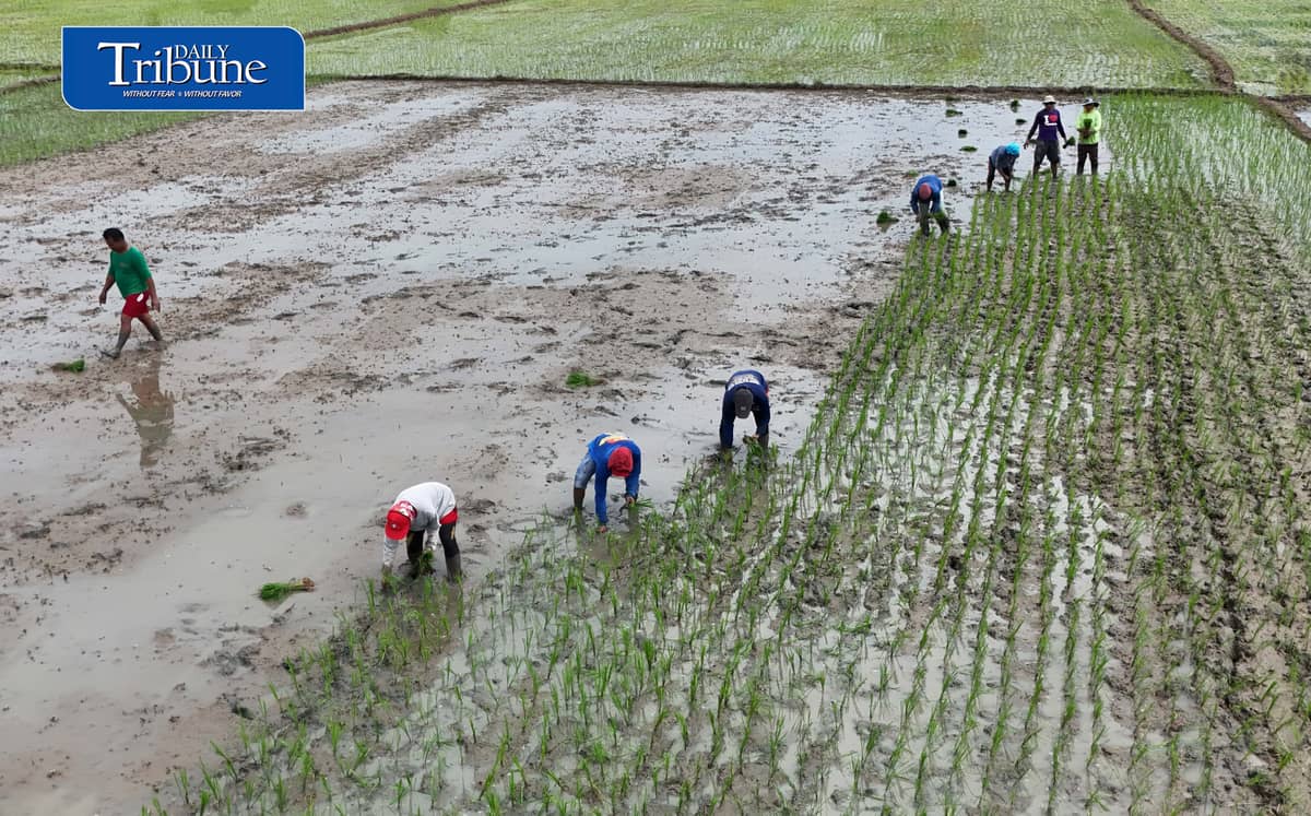 PLANTING THROUGH EL NIÑO
Farmers manually plant rice in Bustos, Bulacan on Thursday, 8 October, as the government continues assistance for the agriculture sector amid drought conditions.
The Office of Civil Defense says P10.96 billion in interventions and aid has been extended to farmers affected by El Niño as part of efforts to protect food security.
📷 Analy Labor