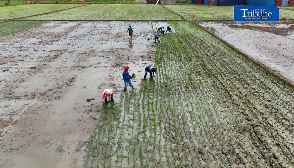 PLANTING THROUGH EL NIÑO
Farmers manually plant rice in Bustos, Bulacan on Thursday, 8 October, as the government continues assistance for the agriculture sector amid drought conditions.
The Office of Civil Defense says P10.96 billion in interventions and aid has been extended to farmers affected by El Niño as part of efforts to protect food security.
📷 Analy Labor