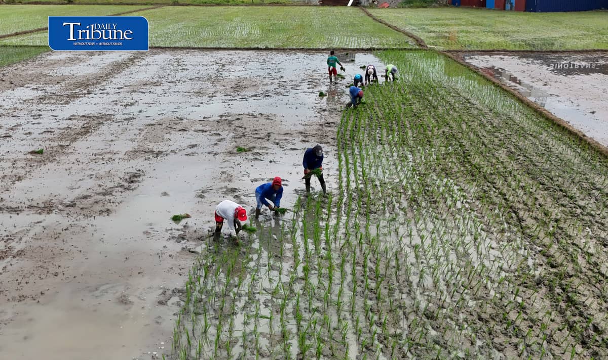 PLANTING THROUGH EL NIÑO
Farmers manually plant rice in Bustos, Bulacan on Thursday, 8 October, as the government continues assistance for the agriculture sector amid drought conditions.
The Office of Civil Defense says P10.96 billion in interventions and aid has been extended to farmers affected by El Niño as part of efforts to protect food security.
📷 Analy Labor