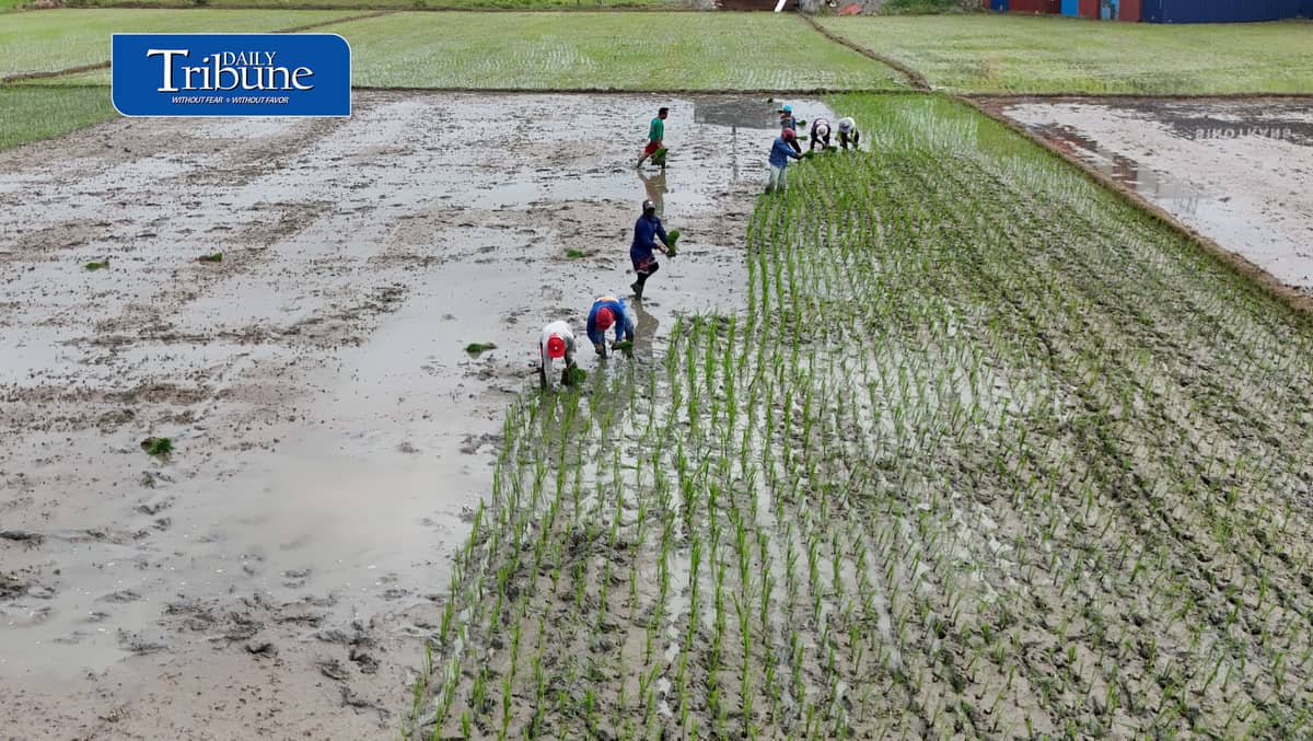 PLANTING THROUGH EL NIÑO
Farmers manually plant rice in Bustos, Bulacan on Thursday, 8 October, as the government continues assistance for the agriculture sector amid drought conditions.
The Office of Civil Defense says P10.96 billion in interventions and aid has been extended to farmers affected by El Niño as part of efforts to protect food security.
📷 Analy Labor