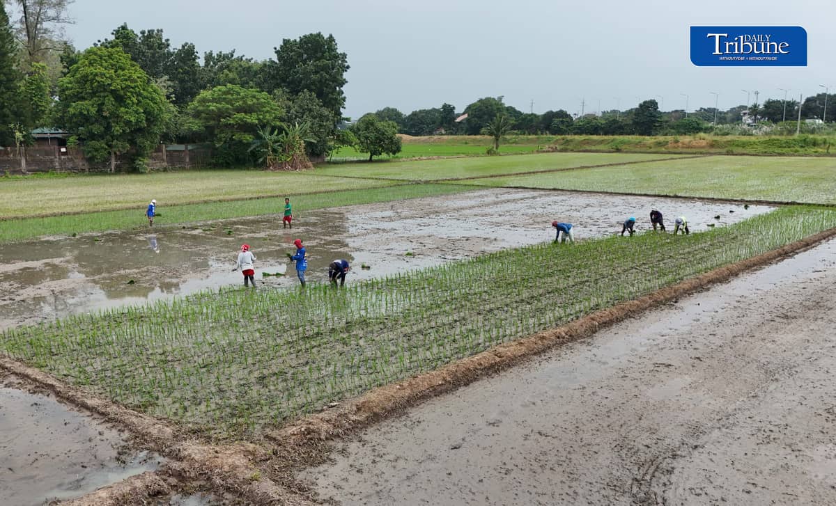 PLANTING THROUGH EL NIÑO
Farmers manually plant rice in Bustos, Bulacan on Thursday, 8 October, as the government continues assistance for the agriculture sector amid drought conditions.
The Office of Civil Defense says P10.96 billion in interventions and aid has been extended to farmers affected by El Niño as part of efforts to protect food security.
📷 Analy Labor