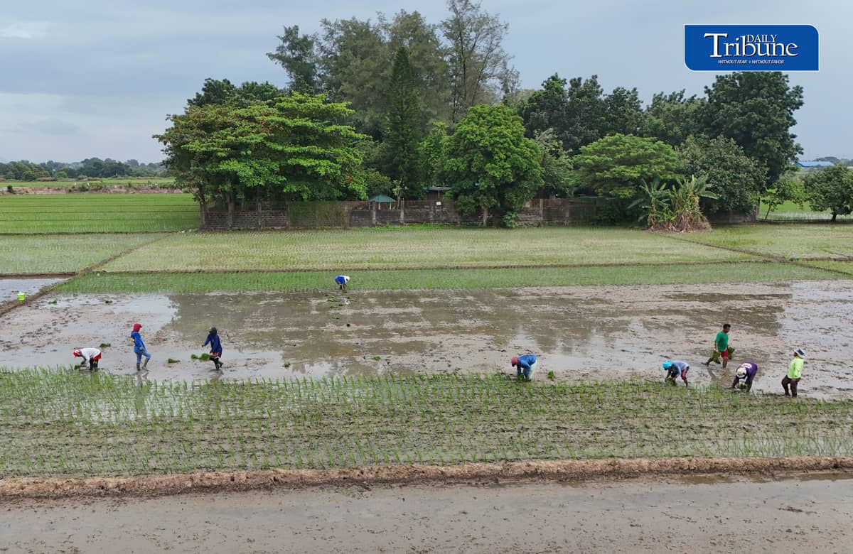 PLANTING THROUGH EL NIÑO
Farmers manually plant rice in Bustos, Bulacan on Thursday, 8 October, as the government continues assistance for the agriculture sector amid drought conditions.
The Office of Civil Defense says P10.96 billion in interventions and aid has been extended to farmers affected by El Niño as part of efforts to protect food security.
📷 Analy Labor