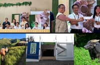 Toyota Philippines gives P3M to save Mindoro tamaraw