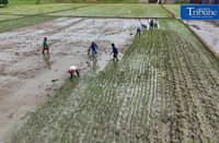 PLANTING THROUGH EL NIÑO
Farmers manually plant rice in Bustos, Bulacan on Thursday, 8 October, as the government continues assistance for the agriculture sector amid drought conditions.
The Office of Civil Defense says P10.96 billion in interventions and aid has been extended to farmers affected by El Niño as part of efforts to protect food security.
📷 Analy Labor