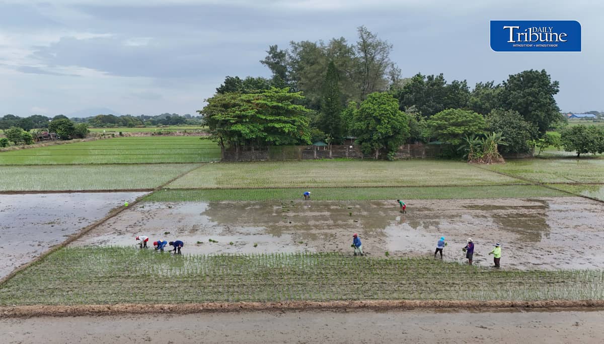 PLANTING THROUGH EL NIÑO
Farmers manually plant rice in Bustos, Bulacan on Thursday, 8 October, as the government continues assistance for the agriculture sector amid drought conditions.
The Office of Civil Defense says P10.96 billion in interventions and aid has been extended to farmers affected by El Niño as part of efforts to protect food security.
📷 Analy Labor