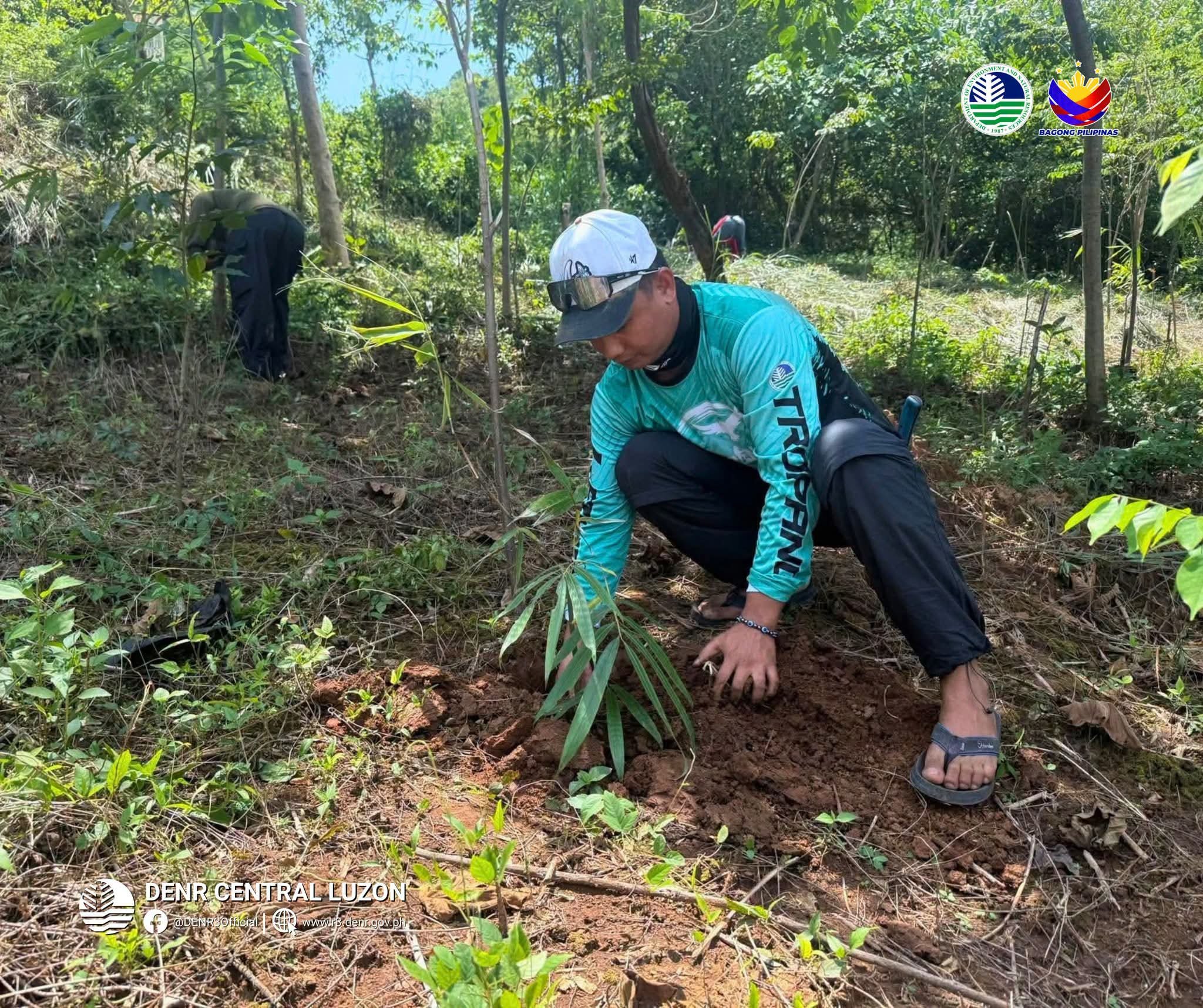DENR expands bamboo planting in Tarlac