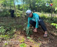 DENR expands bamboo planting in Tarlac