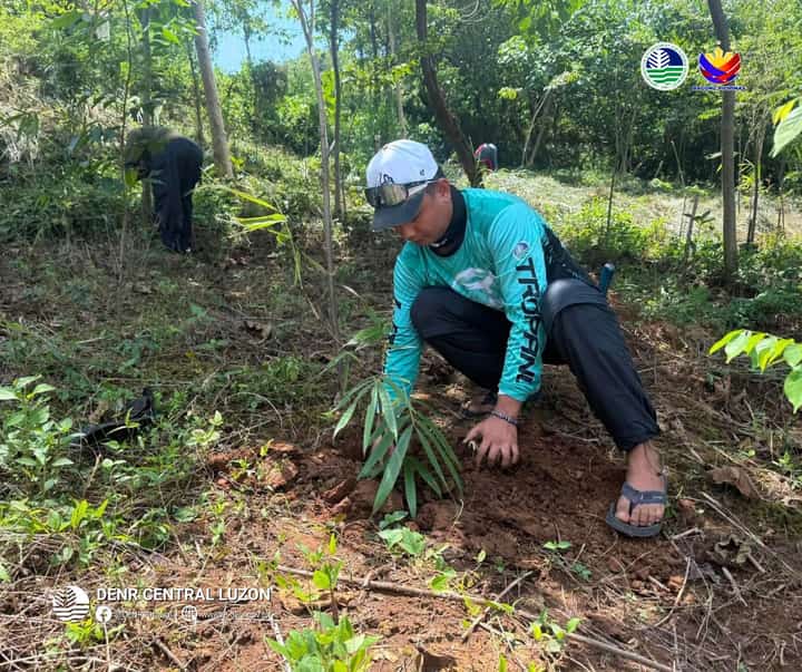 DENR expands bamboo planting in Tarlac