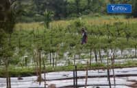 Recto urges faster spending ahead of El Niño