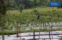 (October 10 2026) farmer was seen checking his Long Chilli plant in Barangay Sampaloc, San Rafael, Bulacan October 8, 2026. According to the PAGASA, the ongoing "super" El Niño is rapidly intensifying and is expected to reach peak strength in December 2026, with a very high probability of persisting until February or the first half of 2027, according to the UN weather agency and PAGASA. Photo/Analy Labor