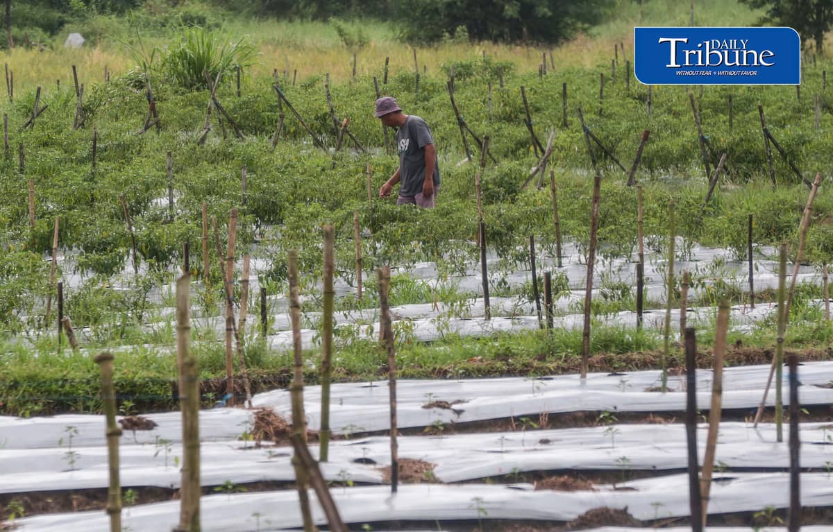(October 10 2026) farmer was seen checking his Long Chilli plant in Barangay Sampaloc, San Rafael, Bulacan October 8, 2026. According to the PAGASA, the ongoing "super" El Niño is rapidly intensifying and is expected to reach peak strength in December 2026, with a very high probability of persisting until February or the first half of 2027, according to the UN weather agency and PAGASA. Photo/Analy Labor