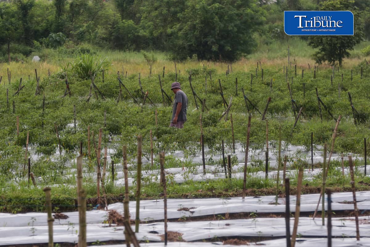 (October 10 2026) farmer was seen checking his Long Chilli plant in Barangay Sampaloc, San Rafael, Bulacan October 8, 2026. According to the PAGASA, the ongoing "super" El Niño is rapidly intensifying and is expected to reach peak strength in December 2026, with a very high probability of persisting until February or the first half of 2027, according to the UN weather agency and PAGASA. Photo/Analy Labor