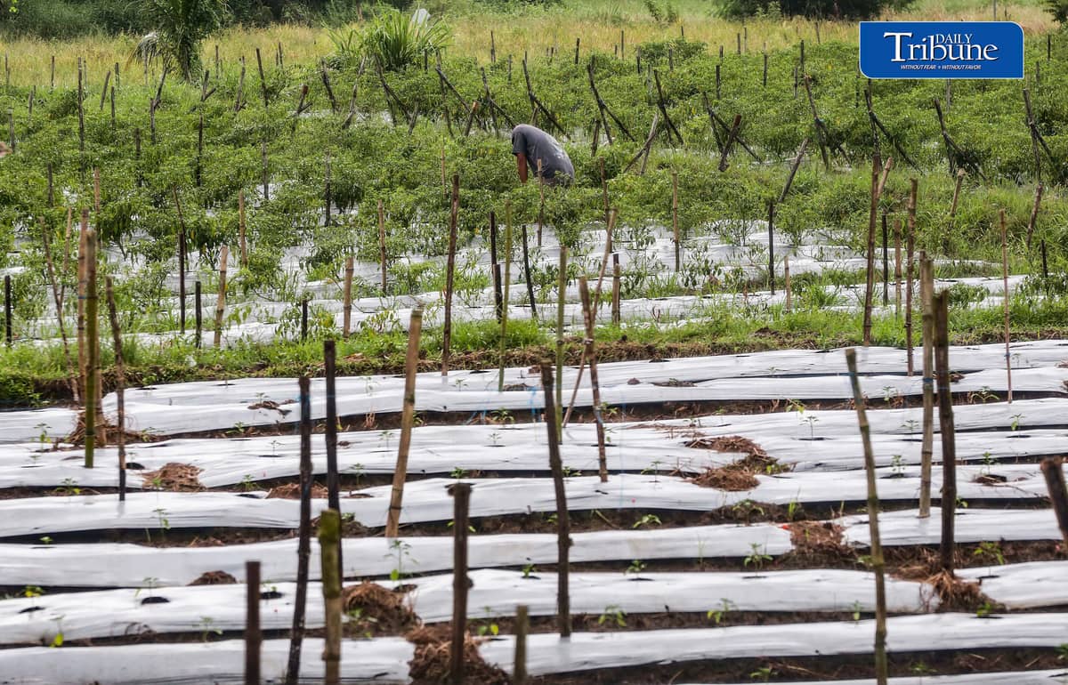 (October 10 2026) farmer was seen checking his Long Chilli plant in Barangay Sampaloc, San Rafael, Bulacan October 8, 2026. According to the PAGASA, the ongoing "super" El Niño is rapidly intensifying and is expected to reach peak strength in December 2026, with a very high probability of persisting until February or the first half of 2027, according to the UN weather agency and PAGASA. Photo/Analy Labor