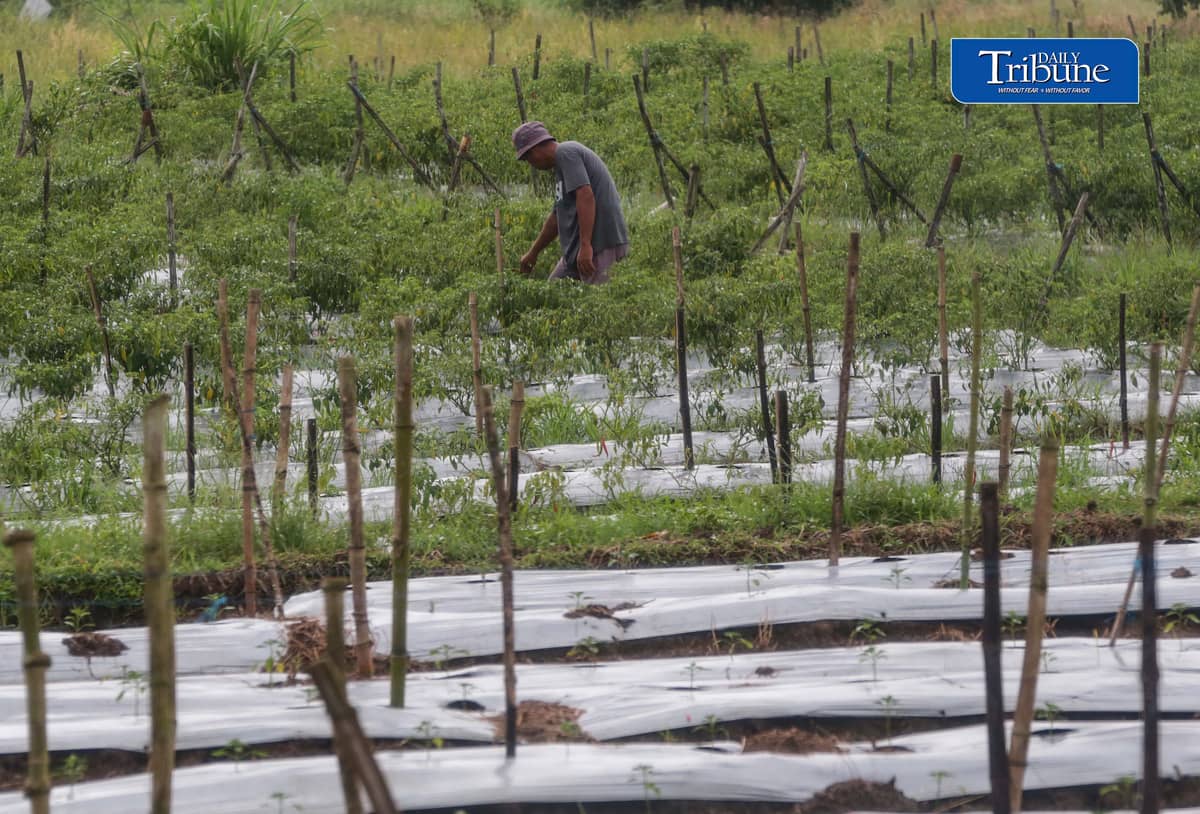(October 10 2026) farmer was seen checking his Long Chilli plant in Barangay Sampaloc, San Rafael, Bulacan October 8, 2026. According to the PAGASA, the ongoing "super" El Niño is rapidly intensifying and is expected to reach peak strength in December 2026, with a very high probability of persisting until February or the first half of 2027, according to the UN weather agency and PAGASA. Photo/Analy Labor