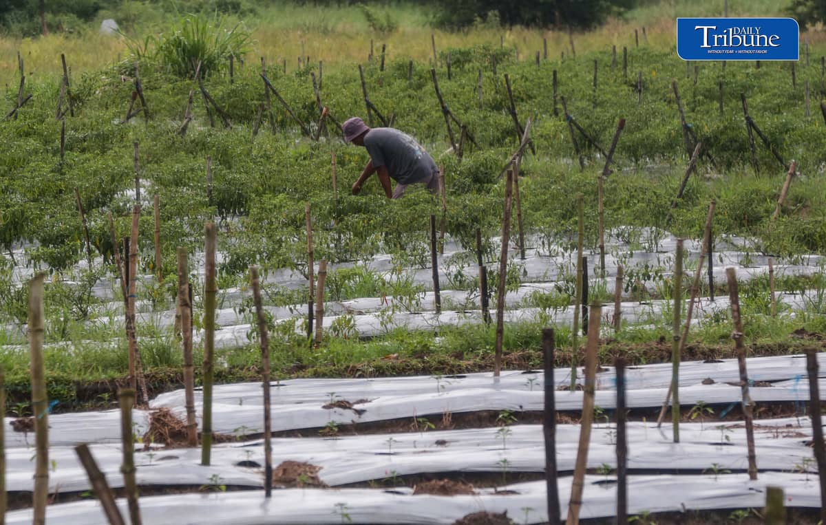 (October 10 2026) farmer was seen checking his Long Chilli plant in Barangay Sampaloc, San Rafael, Bulacan October 8, 2026. According to the PAGASA, the ongoing "super" El Niño is rapidly intensifying and is expected to reach peak strength in December 2026, with a very high probability of persisting until February or the first half of 2027, according to the UN weather agency and PAGASA. Photo/Analy Labor