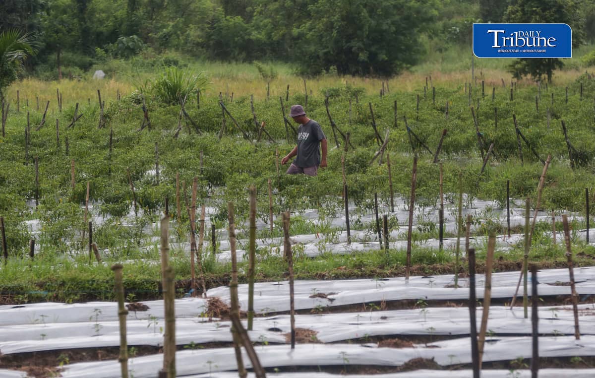 (October 10 2026) farmer was seen checking his Long Chilli plant in Barangay Sampaloc, San Rafael, Bulacan October 8, 2026. According to the PAGASA, the ongoing "super" El Niño is rapidly intensifying and is expected to reach peak strength in December 2026, with a very high probability of persisting until February or the first half of 2027, according to the UN weather agency and PAGASA. Photo/Analy Labor