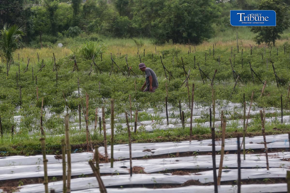 (October 10 2026) farmer was seen checking his Long Chilli plant in Barangay Sampaloc, San Rafael, Bulacan October 8, 2026. According to the PAGASA, the ongoing "super" El Niño is rapidly intensifying and is expected to reach peak strength in December 2026, with a very high probability of persisting until February or the first half of 2027, according to the UN weather agency and PAGASA. Photo/Analy Labor