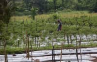 Gov’t revives 59 deep wells amid El Niño threat