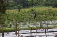 A farmer checks his long chili pepper plants in Barangay Sampaloc, San Rafael, Bulacan, amid warnings of a strengthening El Niño.