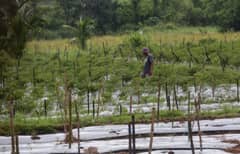 Gov’t revives 59 deep wells amid El Niño threat