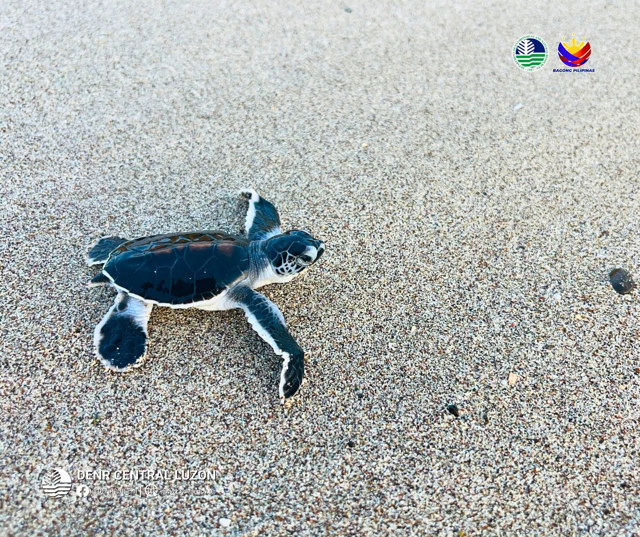 170 green sea turtle hatchlings released in Aurora