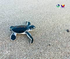 170 green sea turtle hatchlings released in Aurora