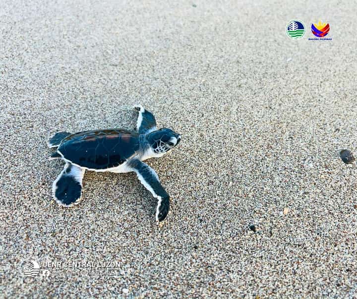 170 green sea turtle hatchlings released in Aurora