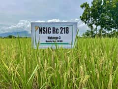 Dinorado rice bags bronze at world competition