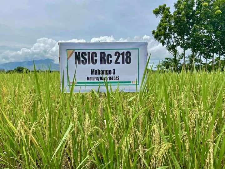Dinorado rice bags bronze at world competition