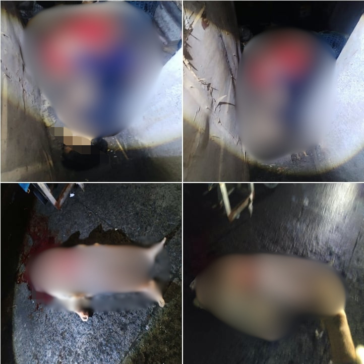 Three dead in Batasan Hills shooting Monday
