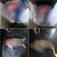 Three dead in Batasan Hills shooting Monday
