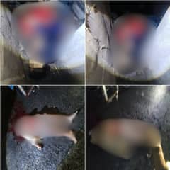 Three dead in Batasan Hills shooting Monday