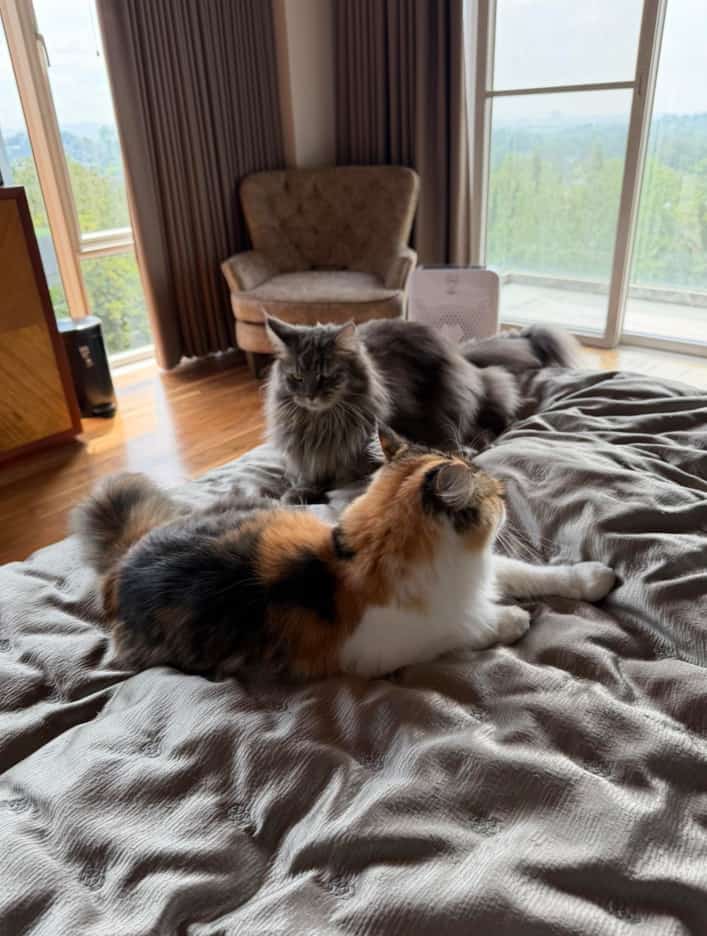 Ogie Alcasid: ‘Cats claimed my heart’