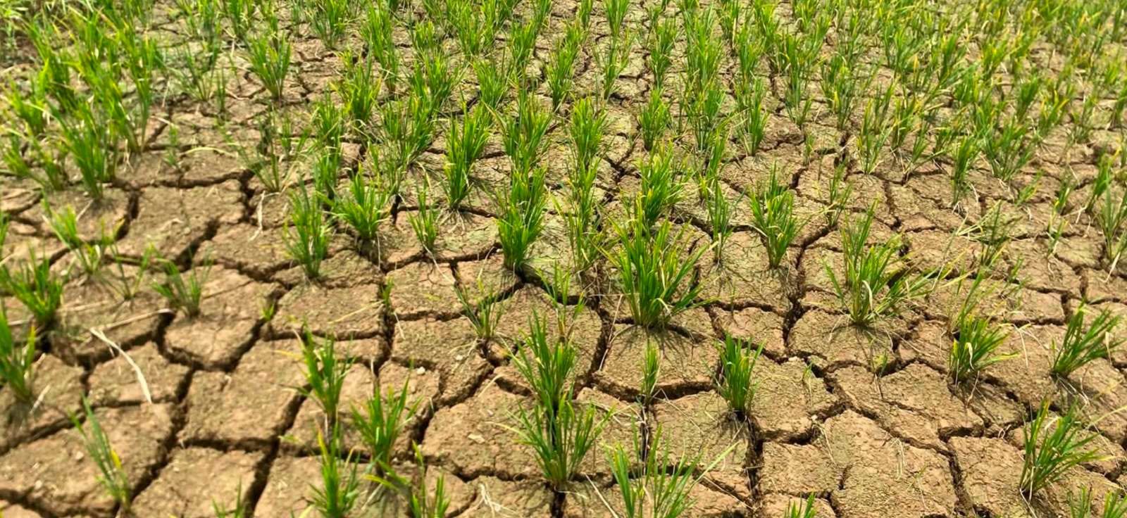 Drought affects 6,752 hectares of farmland in 8 Iloilo towns