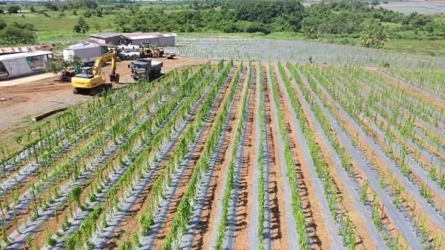 Cagayan Valley ramps up ube production for export markets

