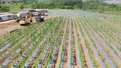 Cagayan Valley ramps up ube production for export markets