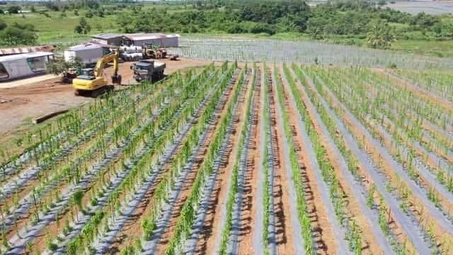 Cagayan Valley ramps up ube production for export markets