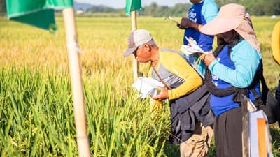 Piddig farmers trained on climate-resilient rice farming amid El Niño threat