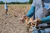 Palace assures ample food supply amid El Niño threat