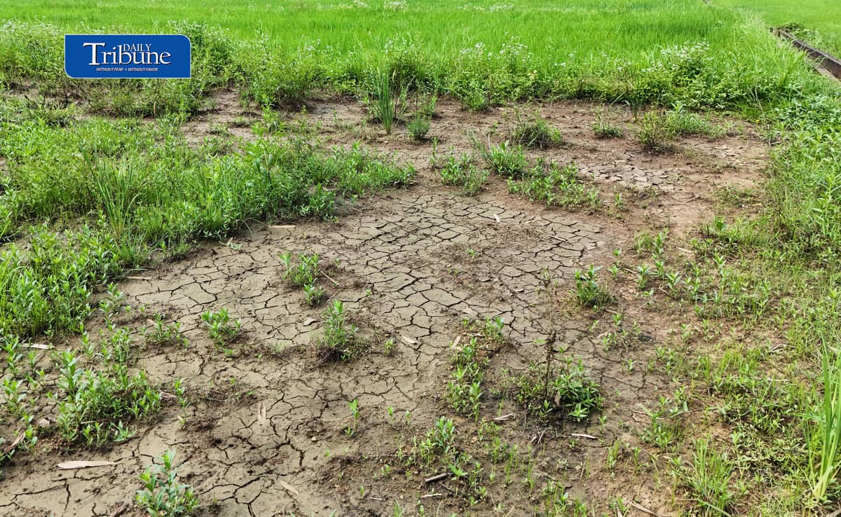 CRACKS BEFORE THE DROUGHT?
Cracks appear in the parched soil of a rice field in Rizal province on Thursday, 15 October 2026, as the country braces for the possible effects of El Niño.
The Philippine Atmospheric, Geophysical and Astronomical Services Administration (PAGASA) has warned that below-normal rainfall and prolonged dry spells could affect parts of the Philippines through the first half of 2027, raising concerns over water availability, agricultural production and food security.
The emerging dry conditions underscore the need for early preparations to protect crops and water supplies. | Photo by Analy Labor