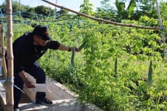 Ilocos Sur farmers turn irrigation canal banks into vegetable gardens