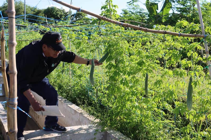 Ilocos Sur farmers turn irrigation canal banks into vegetable gardens