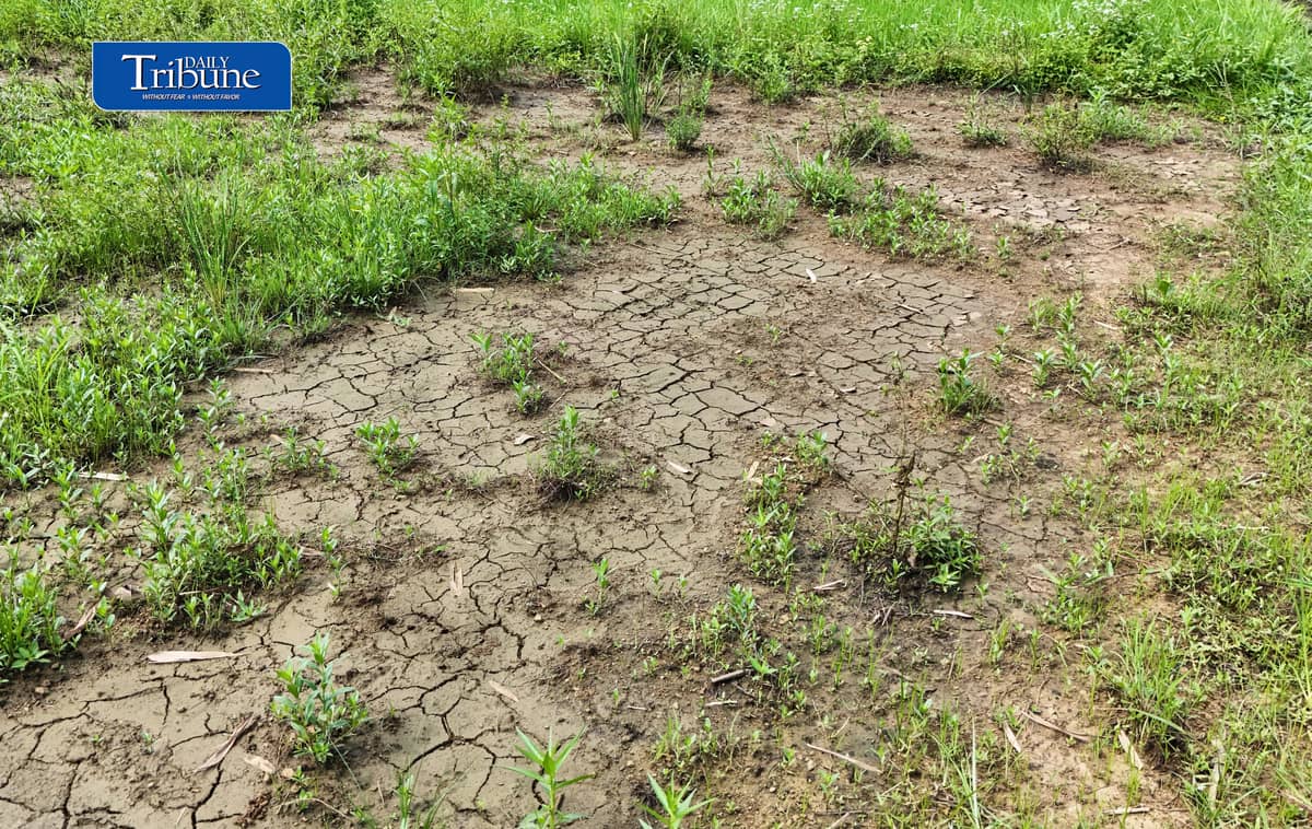 CRACKS BEFORE THE DROUGHT?
Cracks appear in the parched soil of a rice field in Rizal province on Thursday, 15 October 2026, as the country braces for the possible effects of El Niño.
The Philippine Atmospheric, Geophysical and Astronomical Services Administration (PAGASA) has warned that below-normal rainfall and prolonged dry spells could affect parts of the Philippines through the first half of 2027, raising concerns over water availability, agricultural production and food security.
The emerging dry conditions underscore the need for early preparations to protect crops and water supplies. | Photo by Analy Labor
