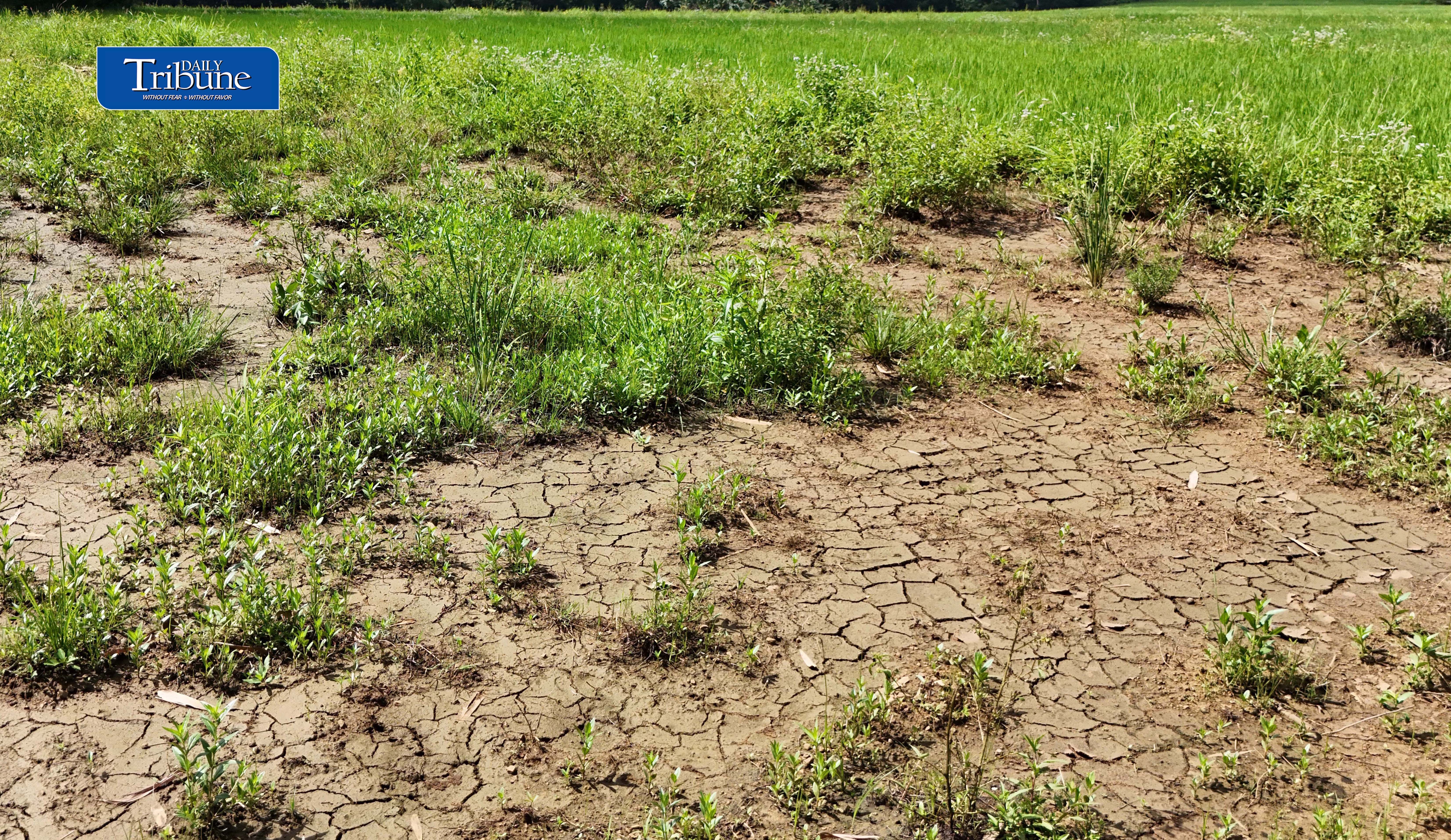 OCD prepares El Niño action plan amid ‘Very Strong’ forecast